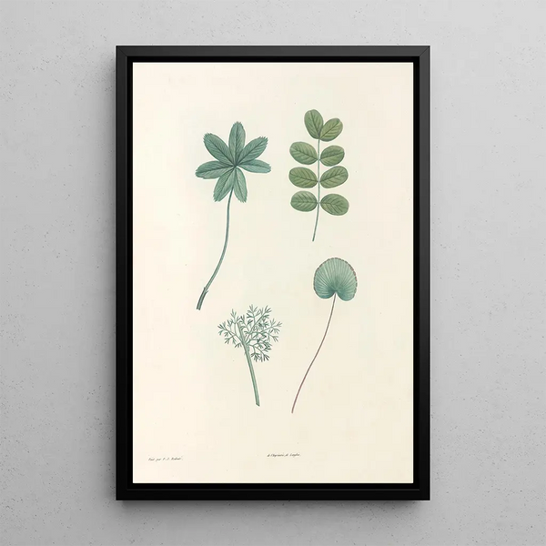 La botanique de J J Rousseau Pl 53 - Pierre Joseph Redouté — gerahmtes Bild an der Wand
