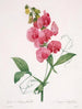 Lathyrus latifolius Pois éternel - Pierre Joseph Redouté — vista dell’opera