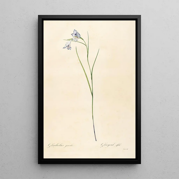Les liliacées Pl05 - Pierre Joseph Redouté — gerahmtes Bild an der Wand