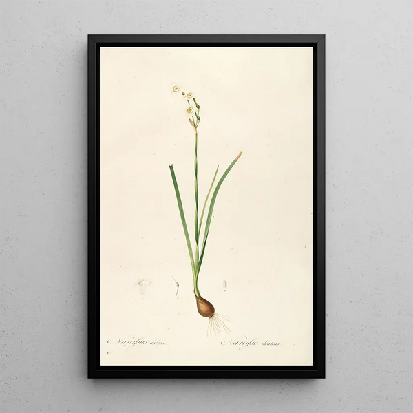 Die Liliengewächse Pl09 - Pierre Joseph Redouté — gerahmtes Bild an der Wand