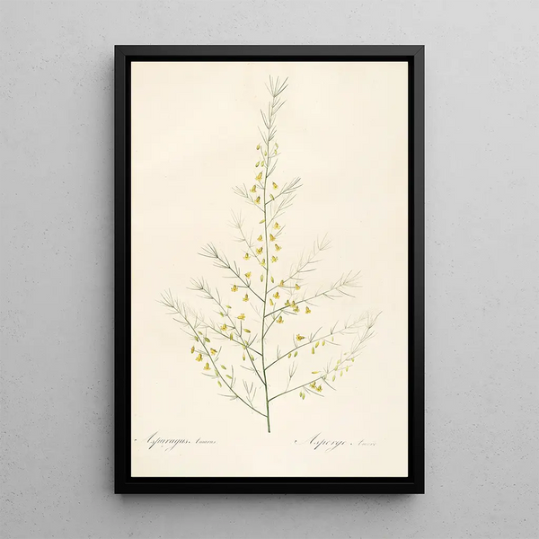Die Liliengewächse Pl25 - Pierre Joseph Redouté — gerahmtes Bild an der Wand