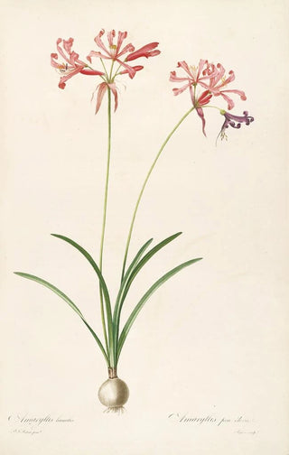 Pierre Joseph Redout - Les liliacees Pl29.webp