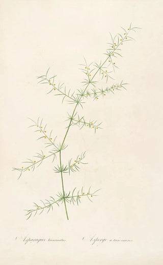 Pierre Joseph Redout - Les liliacees Pl30.webp