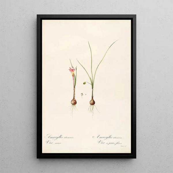 Die Liliengewächse Pl33 - Pierre Joseph Redouté — gerahmtes Bild an der Wand
