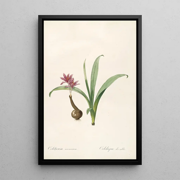 Les Liliacées Pl46 - Pierre Joseph Redouté — gerahmtes Bild an der Wand