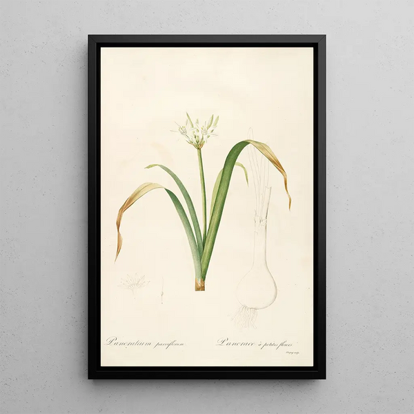 Les Liliacées Pl50 - Pierre Joseph Redouté — gerahmtes Bild an der Wand