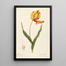 Les Liliacées Pl57 - Pierre Joseph Redouté — quadro incorniciato alla parete