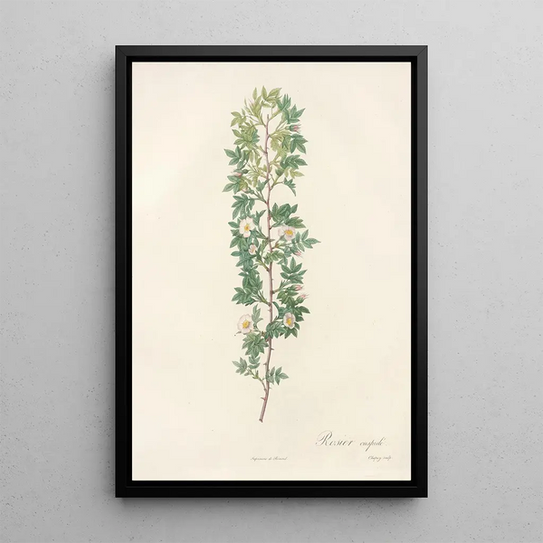 Rosa Aciphylla - Pierre Joseph Redouté — gerahmtes Bild an der Wand