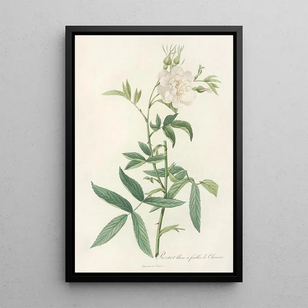 Rosa Alba Cimbaefolia - Pierre Joseph Redouté — gerahmtes Bild an der Wand