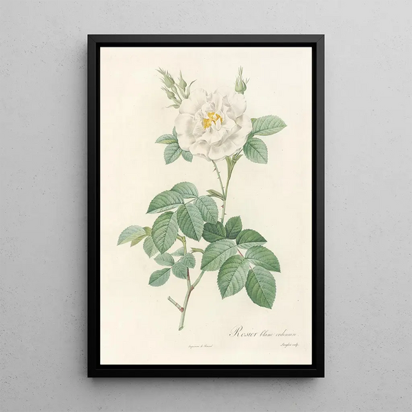 Rosa Alba Flore Pleno - Pierre Joseph Redouté — gerahmtes Bild an der Wand