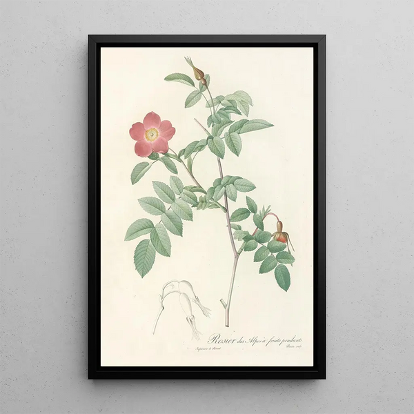 Rosa Alpina Pendulina - Pierre Joseph Redouté — gerahmtes Bild an der Wand