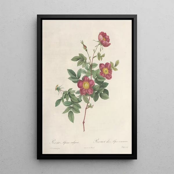 Rosa Alpina Vulgaris - Pierre Joseph Redouté — gerahmtes Bild an der Wand