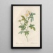 Rosa Andegavensis - Pierre Joseph Redouté — quadro incorniciato alla parete