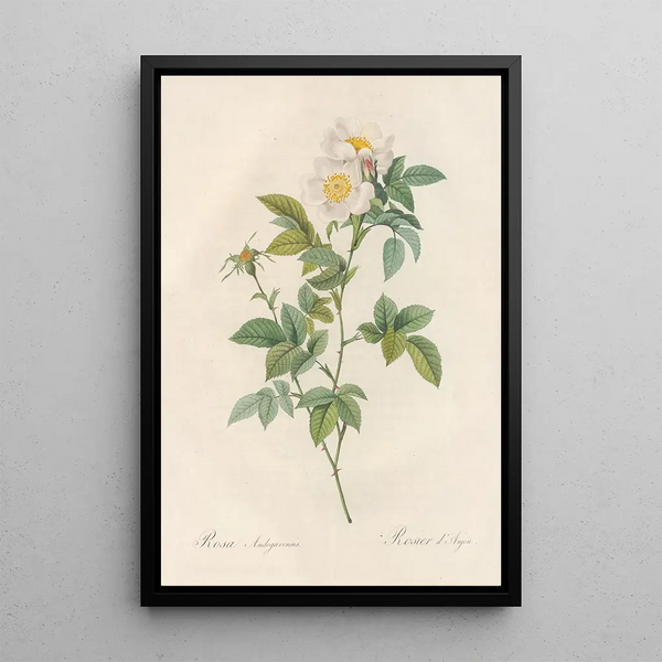 Rosa Andegavensis - Pierre Joseph Redouté — gerahmtes Bild an der Wand