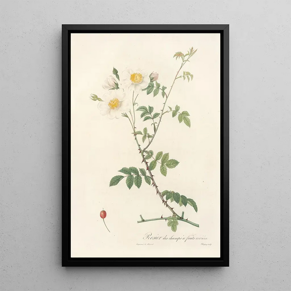 Rosa Arvensis Ovata - Pierre Joseph Redouté — gerahmtes Bild an der Wand