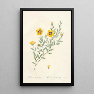 Pierre Joseph Redout - Rosa Berberifolia.webp