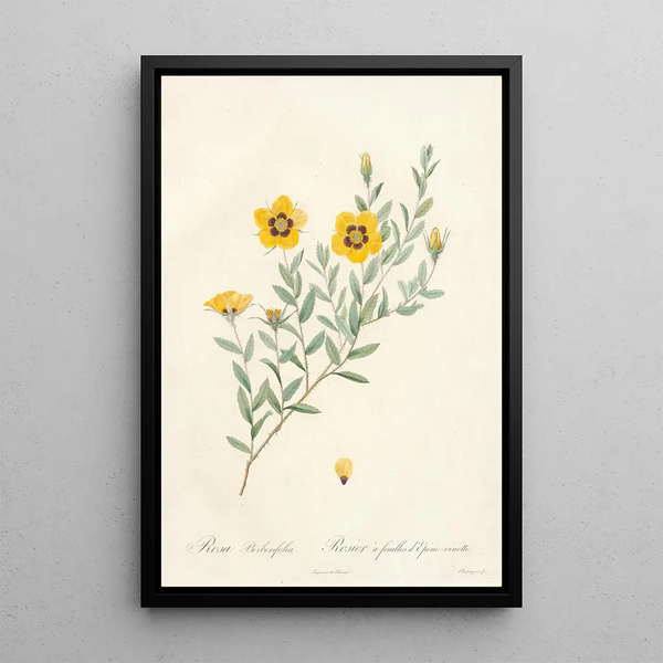 Rosa Berberifolia - Pierre Joseph Redouté — gerahmtes Bild an der Wand