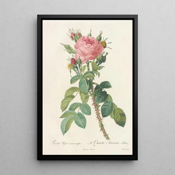 Rosa Bifera Macrocarpa - Pierre Joseph Redouté — gerahmtes Bild an der Wand