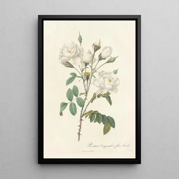 Rosa Campanulata Alba - Pierre Joseph Redouté — gerahmtes Bild an der Wand