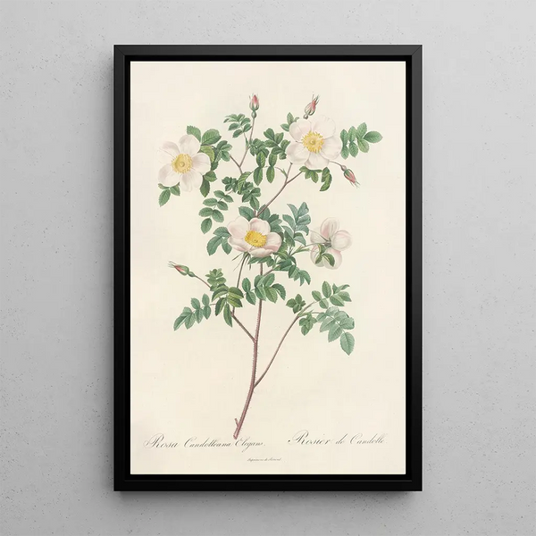 Rosa Candolleana Elegans - Pierre Joseph Redouté — gerahmtes Bild an der Wand