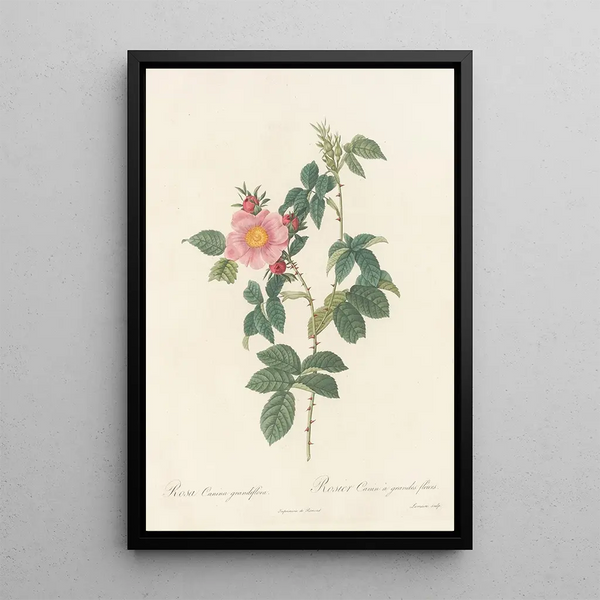 Rosa Canina Grandiflora - Pierre Joseph Redouté — gerahmtes Bild an der Wand