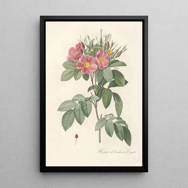 Rosa Carolina Corymbosa - Pierre Joseph Redouté — gerahmtes Bild an der Wand