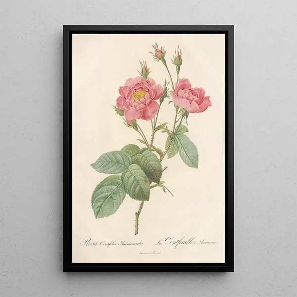 Rosa Centifolia Anemonoides - Pierre Joseph Redouté — gerahmtes Bild an der Wand