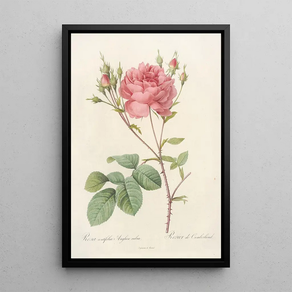 Rosa Centifolia Anglica Rubra - Pierre Joseph Redouté — gerahmtes Bild an der Wand