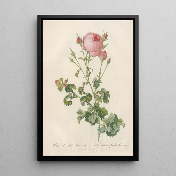 Rosa Centifolia Bipinnata - Pierre Joseph Redouté — gerahmtes Bild an der Wand