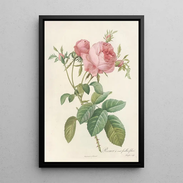 Rosa Centifolia Foliacea - Pierre Joseph Redouté — gerahmtes Bild an der Wand