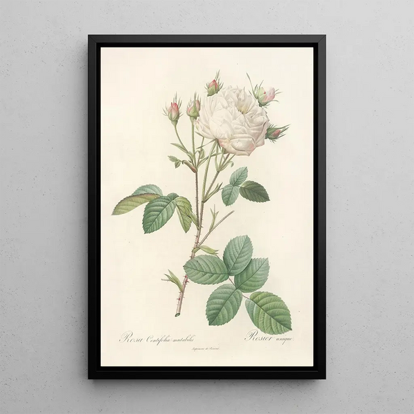 Rosa Centifolia Mutabilis - Pierre Joseph Redouté — gerahmtes Bild an der Wand