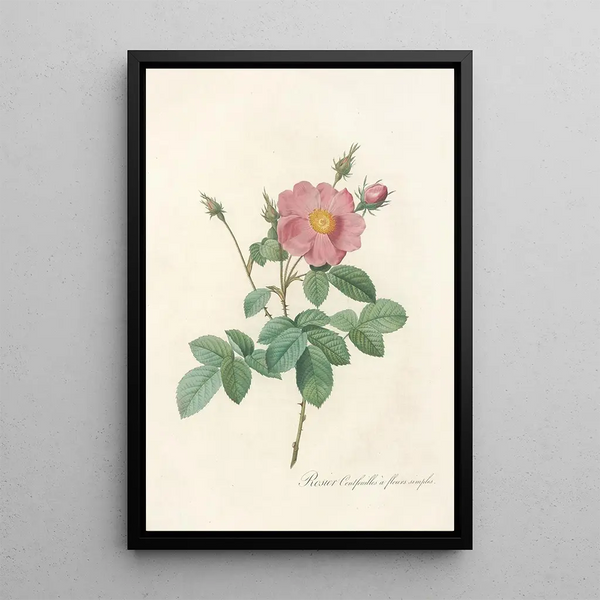 Rosa Centifolia Simplex - Pierre Joseph Redouté — gerahmtes Bild an der Wand