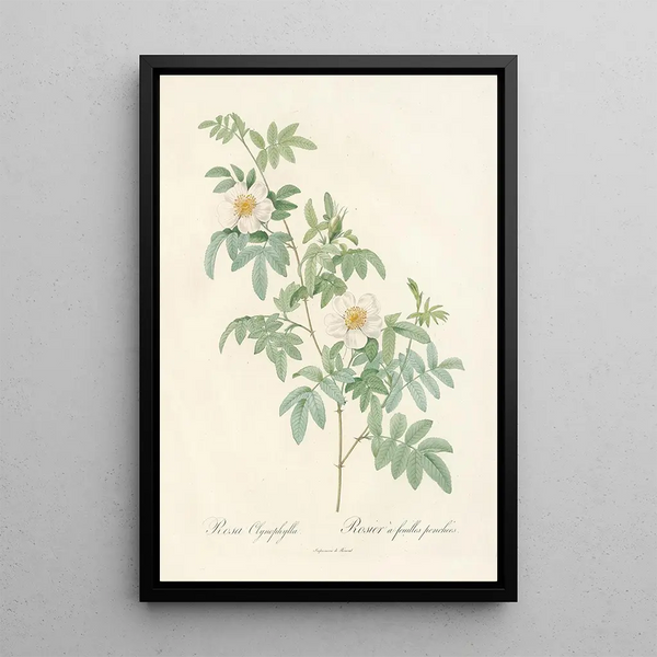 Rosa Clynophylla - Pierre Joseph Redouté — gerahmtes Bild an der Wand