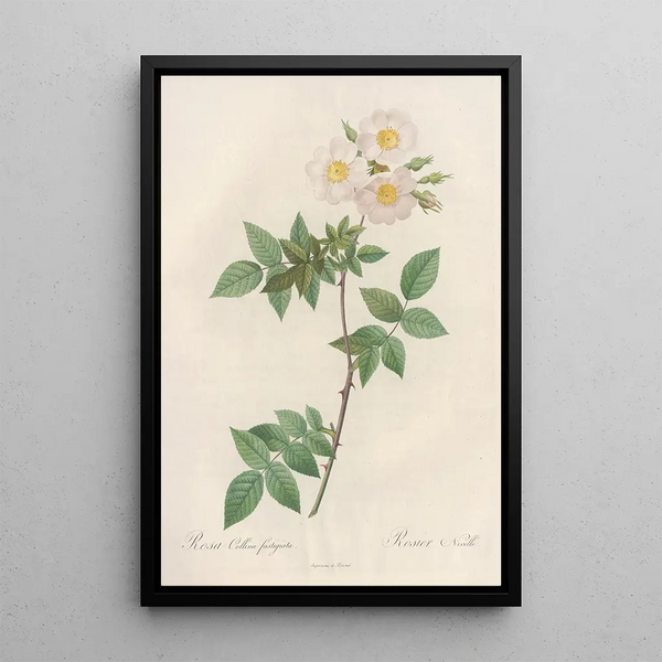 Rosa Collina Fastigiata - Pierre Joseph Redouté — gerahmtes Bild an der Wand