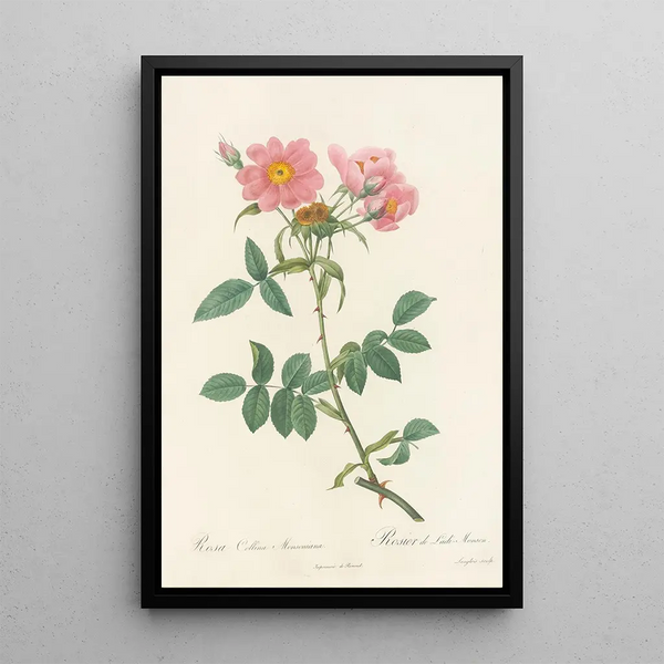 Rosa Collina Monsoniana - Pierre Joseph Redouté — gerahmtes Bild an der Wand