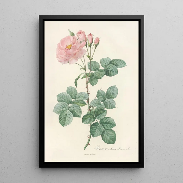 Rosa Damascena Aurora - Pierre Joseph Redouté — gerahmtes Bild an der Wand