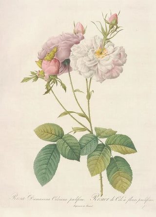 Pierre Joseph Redout - Rosa Damascena Celsiana Prolifera.webp