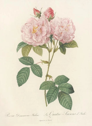 Pierre Joseph Redout - Rosa Damascena Italica.webp