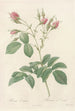 Rosa Evratina - Pierre Joseph Redouté — Ansicht des Kunstwerks