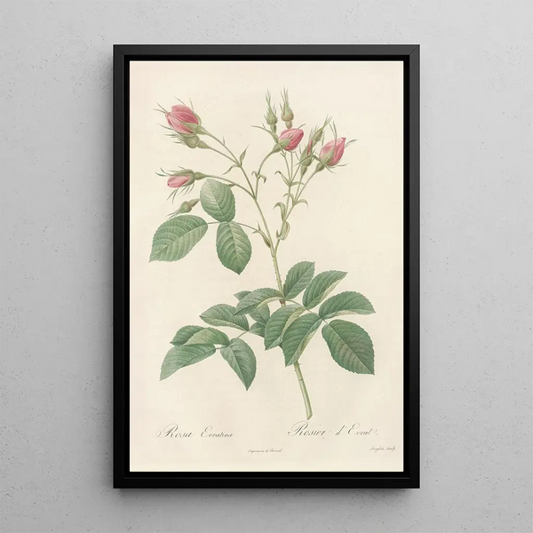 Rosa Evratina - Pierre Joseph Redouté — quadro incorniciato alla parete
