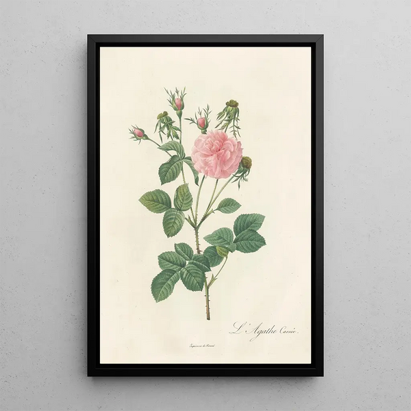 Rosa Gallica Agatha Incarnata - Pierre Joseph Redouté — quadro incorniciato alla parete