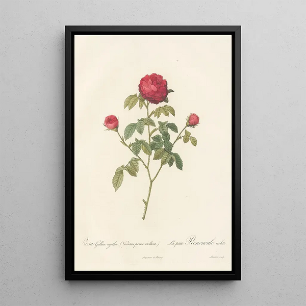 Rosa Gallica Agatha Var Parva Violacea - Pierre Joseph Redouté — quadro incorniciato alla parete
