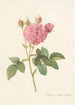 Rosa Gallica Agatha Var Regalis - Pierre Joseph Redouté — artwork view