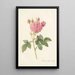 Rosa Gallica Agatha Var Regalis - Pierre Joseph Redouté — framed artwork on a wall