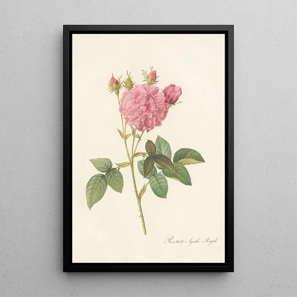 Rosa Gallica Agatha Var Regalis - Pierre Joseph Redouté — quadro incorniciato alla parete