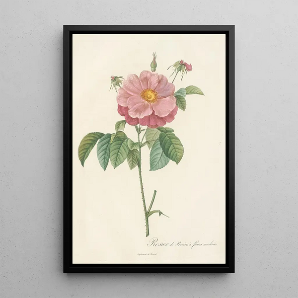 Rosa Gallica Flore Marmoreo - Pierre Joseph Redouté — quadro incorniciato alla parete