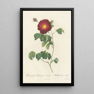 Pierre Joseph Redout - Rosa Gallica Maheka Flore Subsimplici.webp
