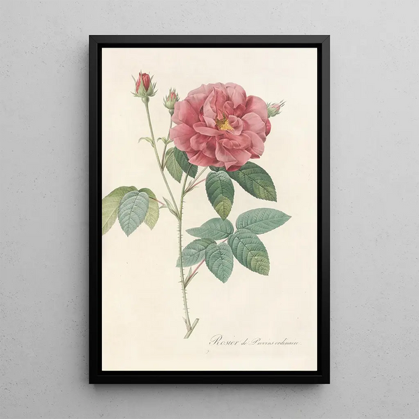 Rosa Gallica Officinalis - Pierre Joseph Redouté — quadro incorniciato alla parete