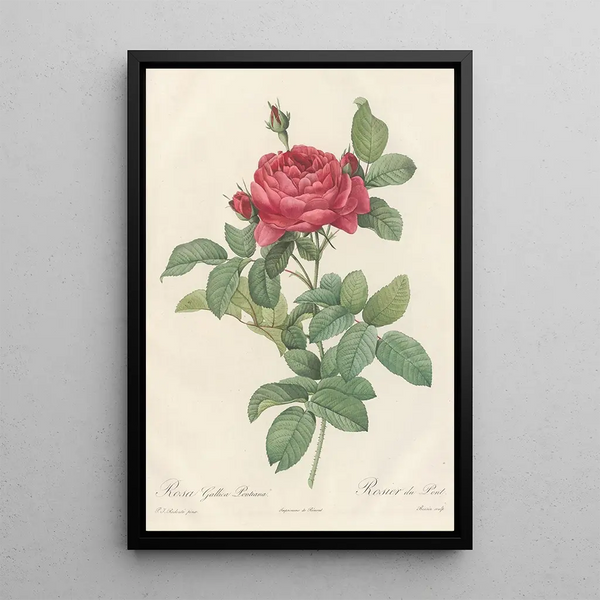 Rosa Gallica Pontiana - Pierre Joseph Redouté — quadro incorniciato alla parete