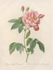 Rosa gallica versicolor - Pierre Joseph Redouté — Ansicht des Kunstwerks